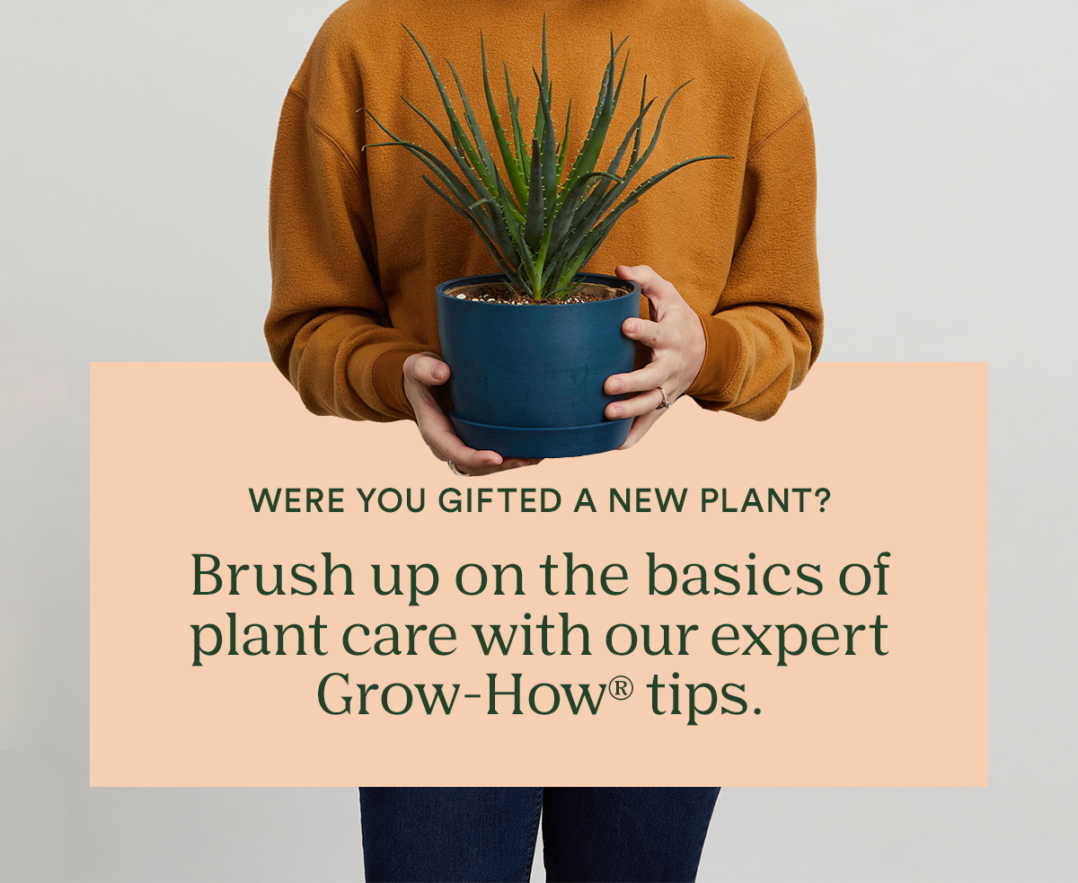 Essential Plant Care Tips for Beginners Bloomscape